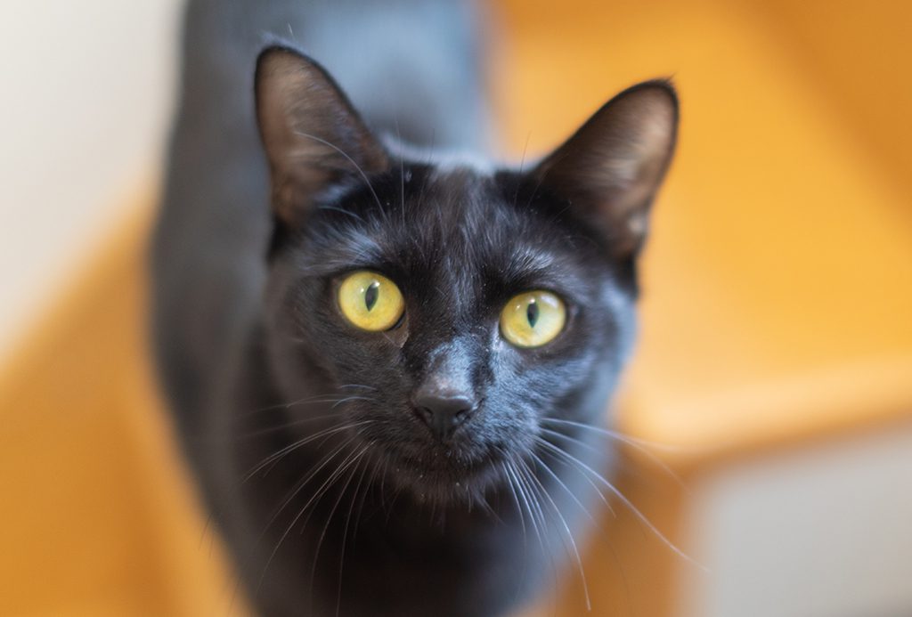 San Francisco SPCA black shelter cat with yellow eyes